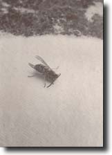 guzz.jpg (7389 byte)