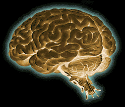 brain.gif (13214 byte)