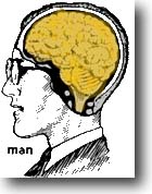 brain.jpg (15905 byte)