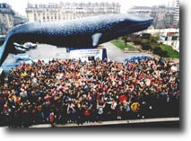 balena.jpg (19487 byte)