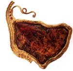 foto2p.jpg (10646 byte)