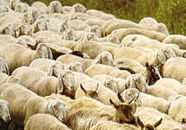 gregge_1.jpg (8570 byte)