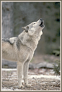 wolf.gif (56915 byte)