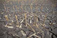 drought1.jpg (17131 byte)