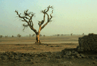 drought3.gif (17509 byte)