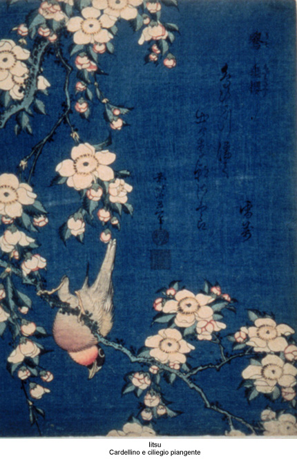 Iitsu-cardellino.jpg (138349 byte)