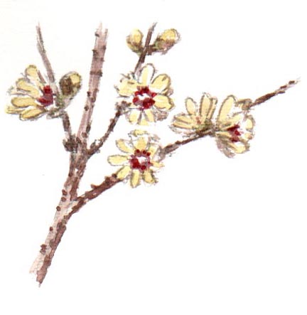 cal.jpg (24038 byte)