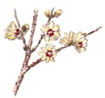 calic.jpg (8217 byte)