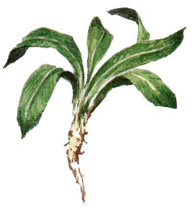 rap.jpg (25098 byte)