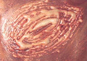 davi.jpg (21289 byte)